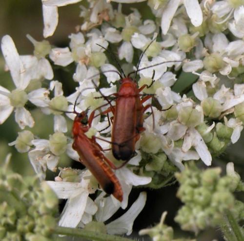 Rhagonycha fulva